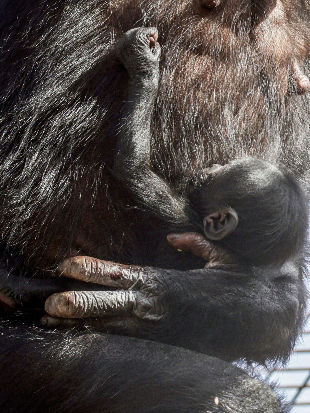 Bonobo baby
